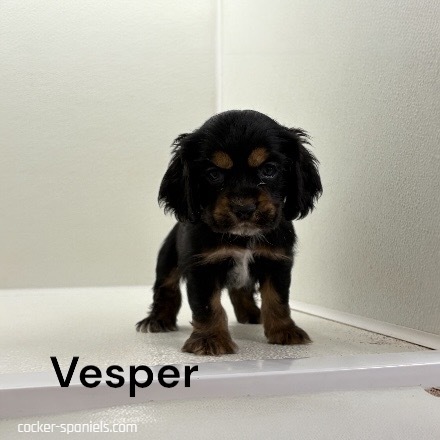 puppy, for, sale, Cocker Spaniel, Joe & Cherri  Overlease, dog, breeder, Miller, MO, dog-breeder, puppy-for-sale, forsale, nearby, find, puppyfind, locator, puppylocator, aca